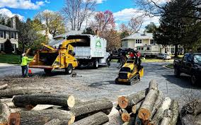 Best Tree Cabling and Bracing  in Belmont, CA