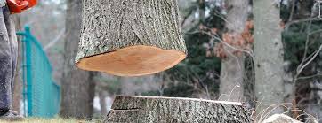 Best Tree Mulching  in Belmont, CA