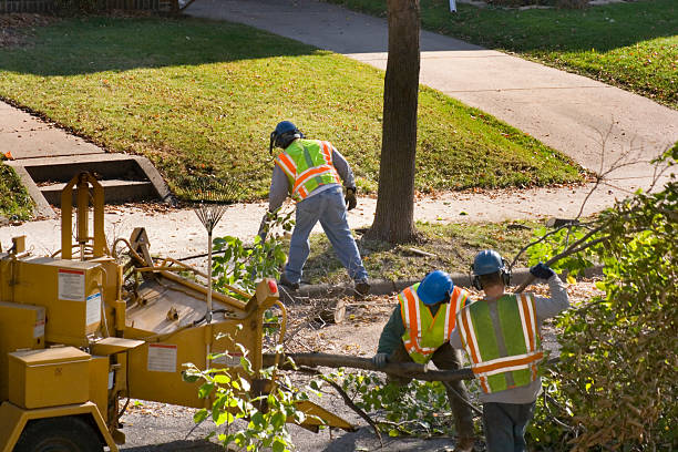 Belmont, CA Tree Removal Company