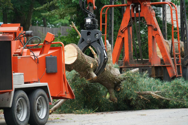 Best Root Management and Removal  in Belmont, CA