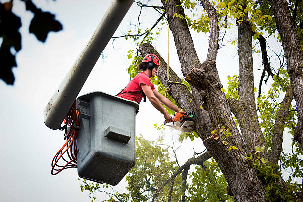 Mulching Services in Belmont, CA